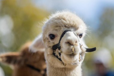 Alpaka sürüsü, tarlada otlayan alpakalar. Çayırdaki beyaz lama