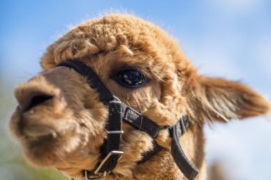 Altın Parıltı 'da Majestic Alpaca: Kırsal Koşumlu Lush Green Pasture' da Duran Uzun Boylu