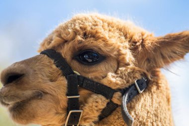 Alpaka sürüsü, tarlada otlayan alpakalar. Çayırdaki beyaz lama