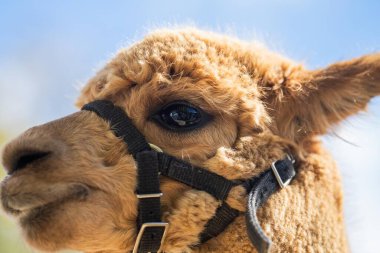 Alpaka sürüsü, tarlada otlayan alpakalar. Çayırdaki beyaz lama