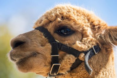 Alpaka sürüsü, tarlada otlayan alpakalar. Çayırdaki beyaz lama