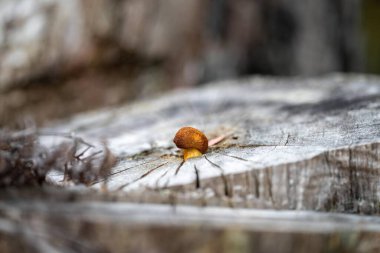 Avustralya 'da çalılıktaki bir ağaçta mantarlar kahverengileşiyor. Mavi dağlardaki ormandaki mantarlar