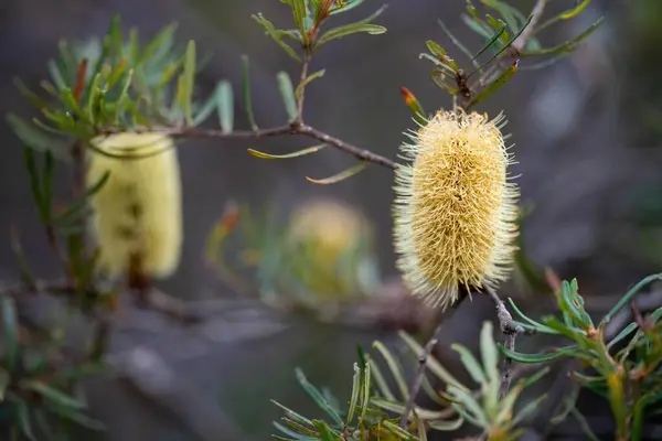 stock image bright native yellow banksia flower in spring in a national park in australia in a park