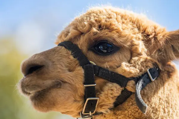 Altın Parıltı 'da Majestic Alpaca: Kırsal Koşumlu Lush Green Pasture' da Duran Uzun Boylu