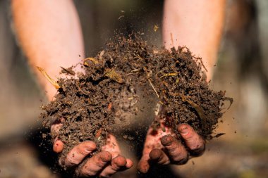 Çiftçi toprağı elinde tutuyor ve toprağa toprak döküyor. Karaya ve çevreye bağlı. Avustralya 'da toprak tarımı. Üniversite için toprak fundalığı eğitimi