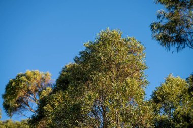 Avustralya 'nın çalılıklarındaki yerli bitkiler, Avustralya ormanlarındaki güzel sakız ağaçları ve çalılar. Gumtrees ve Avustralya 'da yetişen yerel bitkiler 