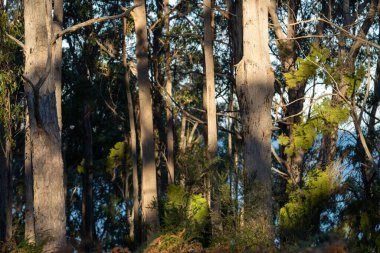 Avustralya 'nın çalılıklarındaki yerli bitkiler, Avustralya ormanlarındaki güzel sakız ağaçları ve çalılar. Gumtrees ve Avustralya 'da yetişen yerel bitkiler 