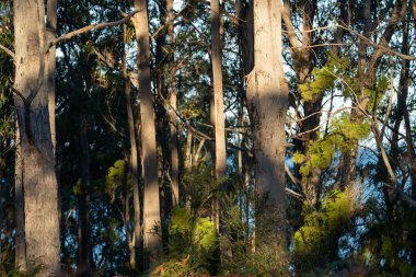 Avustralya ormanlarındaki güzel sakız ağaçları ve çalılar. Gumtrees ve Avustralya 'da yetişen yerel bitkiler 
