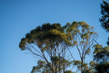 Avustralya ormanlarındaki güzel sakız ağaçları ve çalılar. Gumtrees ve Avustralya 'da yetişen yerel bitkiler 