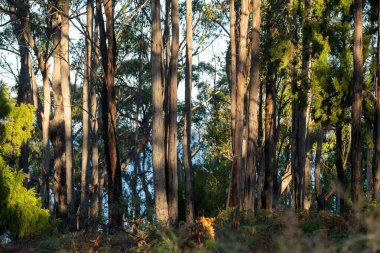Avustralya ormanlarındaki güzel sakız ağaçları ve çalılar. Gumtrees ve Avustralya 'da yetişen yerel bitkiler 