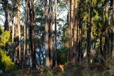 Avustralya 'nın çalılıklarındaki yerli bitkiler, Avustralya ormanlarındaki güzel sakız ağaçları ve çalılar. Gumtrees ve Avustralya 'da yetişen yerel bitkiler 