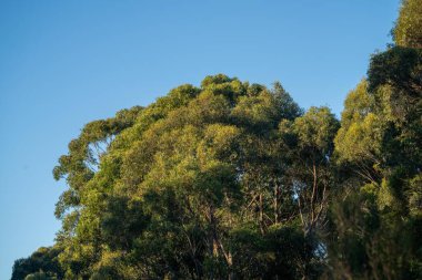 native australian plants in the bush, beautiful gum Trees and shrubs in the Australian bush forest. Gumtrees and native plants growing in Australia  clipart