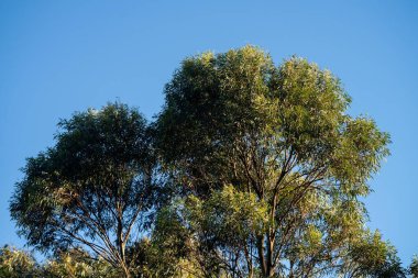 Avustralya ormanlarındaki güzel sakız ağaçları ve çalılar. Gumtrees ve Avustralya 'da yetişen yerel bitkiler 