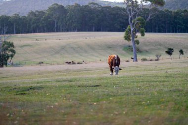 Avustralya 'da bir tarlada otlayan damızlık sığır, inek ve buzağılara yakın bir yerde. Sığır türleri arasında benekli park, Murray Grey, Angus, Brangus ve wagyu 'nun tahıl yemesi bulunmaktadır.