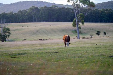 Damızlık Wagyu inekleri ve boğaları yaz mevsiminde sürdürülebilir tarım alanında. Tarladaki şişman inek.. 