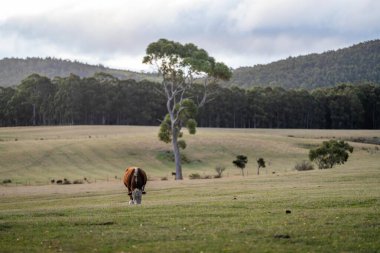 Avustralya 'da bir tarlada otlayan damızlık sığır, inek ve buzağılara yakın bir yerde. Sığır türleri arasında benekli park, Murray Grey, Angus, Brangus ve wagyu 'nun tahıl yemesi bulunmaktadır.