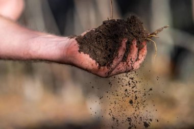 Yenileyici organik çiftçi, toprak örnekleri alıyor ve bir çiftlikteki bitkilere bakıyor. sürdürülebilir tarım 