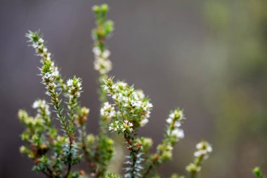 Avustralya ormanlarındaki güzel sakız ağaçları ve çalılar. Gumtrees ve yerel bitkiler büyüyor