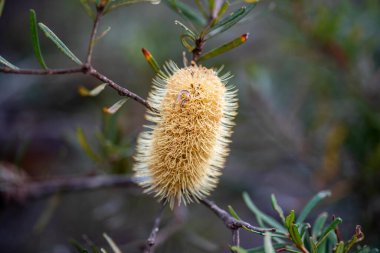 Avustralya 'da bir milli parkta bahar mevsiminde parlak sarı bankacılık çiçeği
