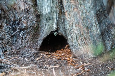 Avustralya ormanlarındaki ağaçlar ve çalılar. Gumtrees ve yerel bitkiler 