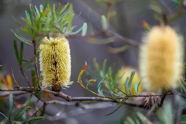 stock image bright native yellow banksia flower in spring in a national park in australia