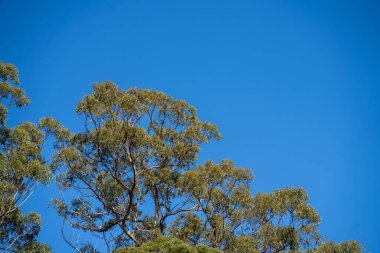 Avustralya ormanlarındaki güzel sakız ağaçları ve çalılar. Gumtrees ve yerel bitkiler büyüyor