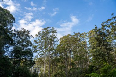 Avustralya ormanlarındaki güzel sakız ağaçları ve çalılar. Gumtrees ve yerel bitkiler büyüyor