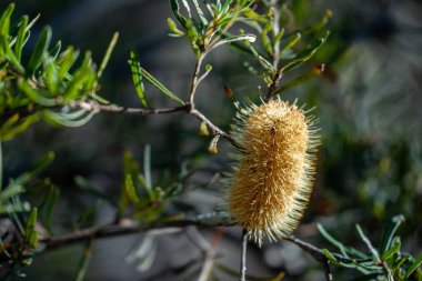 Avustralya 'da bir milli parkta bahar mevsiminde parlak sarı bankacılık çiçeği