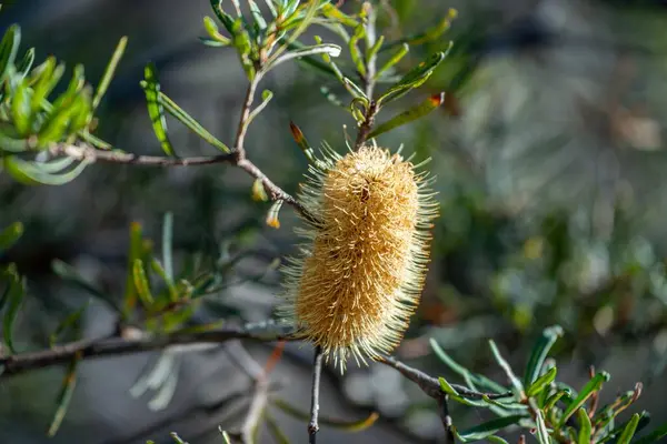 stock image bright native yellow banksia flower in spring in a national park in australia