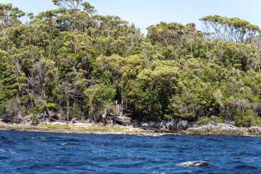 Avustralya 'nın ücra ormanlarında, baharda Avustralya ve Yeni Zelanda' da bir yatta denize açılmak.