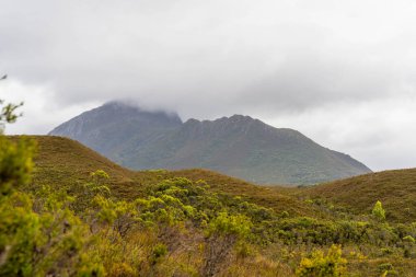 Avustralya 'da bir yağmur ormanında yerli bitki ve ağaçların bulunduğu bir milli parktaki vahşi doğada dağlar, Tazmanya' da ulusal bir parkta büyüyen bir orman. Nehirler ve Yeni Zelanda 'yı keşfetmek
