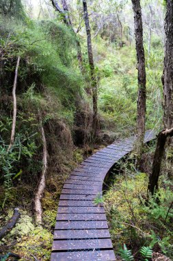 Avustralya 'da bir yağmur ormanında yerli bitki ve ağaçların bulunduğu bir milli parktaki vahşi doğada dağlar, Tazmanya' da ulusal bir parkta büyüyen bir orman. Nehirler ve Yeni Zelanda 'yı keşfetmek