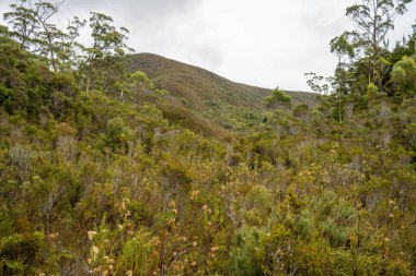Avustralya 'da bir yağmur ormanında yerli bitki ve ağaçların bulunduğu bir milli parktaki vahşi doğada dağlar, Tazmanya' da ulusal bir parkta büyüyen bir orman. Nehirler ve Yeni Zelanda 'yı keşfetmek