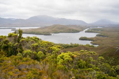 Avustralya 'da bir yağmur ormanında yerli bitki ve ağaçların bulunduğu bir milli parktaki vahşi doğada dağlar, Tazmanya' da ulusal bir parkta büyüyen bir orman. Nehirler ve Yeni Zelanda 'yı keşfetmek