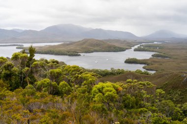 Avustralya 'da bir yağmur ormanında yerli bitki ve ağaçların bulunduğu bir milli parktaki vahşi doğada dağlar, Tazmanya' da ulusal bir parkta büyüyen bir orman. Nehirler ve Yeni Zelanda 'yı keşfetmek