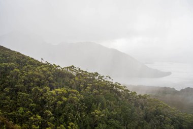 Avustralya 'da bir yağmur ormanında yerli bitki ve ağaçların bulunduğu bir milli parktaki vahşi doğada dağlar, Tazmanya' da ulusal bir parkta büyüyen bir orman. Nehirler ve Yeni Zelanda 'yı keşfetmek