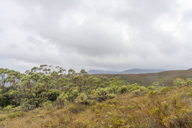 Avustralya 'da bir yağmur ormanında yerli bitki ve ağaçların bulunduğu bir milli parktaki vahşi doğada dağlar, Tazmanya' da ulusal bir parkta büyüyen bir orman. Nehirler ve Yeni Zelanda 'yı keşfetmek