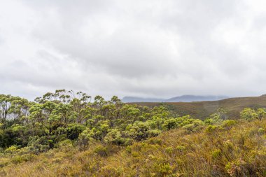 Avustralya 'da bir yağmur ormanında yerli bitki ve ağaçların bulunduğu bir milli parktaki vahşi doğada dağlar, Tazmanya' da ulusal bir parkta büyüyen bir orman. Nehirler ve Yeni Zelanda 'yı keşfetmek
