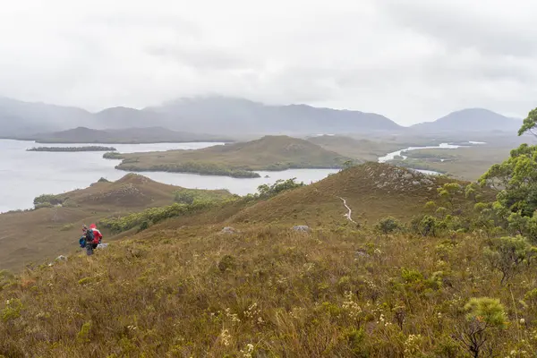 stock image mountains in a wilderness in a national park with native plants and trees in a rainforest in Australia, forest growing in a national park in Tasmania. with rivers and exploring new zealand