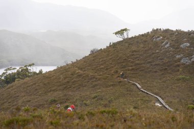Avustralya 'da bir yağmur ormanında yerli bitki ve ağaçların bulunduğu bir milli parktaki vahşi doğada dağlar, Tazmanya' da ulusal bir parkta büyüyen bir orman. Nehirler ve Yeni Zelanda 'yı keşfetmek