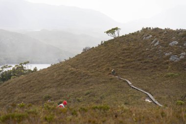 Avustralya 'da bir yağmur ormanında yerli bitki ve ağaçların bulunduğu bir milli parktaki vahşi doğada dağlar, Tazmanya' da ulusal bir parkta büyüyen bir orman. Nehirler ve Yeni Zelanda 'yı keşfetmek