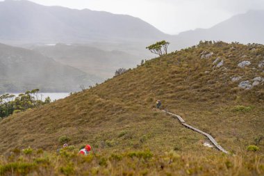 Avustralya 'da bir yağmur ormanında yerli bitki ve ağaçların bulunduğu bir milli parktaki vahşi doğada dağlar, Tazmanya' da ulusal bir parkta büyüyen bir orman. Nehirler ve Yeni Zelanda 'yı keşfetmek