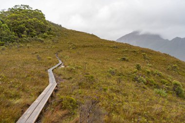 Avustralya 'da bir yağmur ormanında yerli bitki ve ağaçların bulunduğu bir milli parktaki vahşi doğada dağlar, Tazmanya' da ulusal bir parkta büyüyen bir orman. Nehirler ve Yeni Zelanda 'yı keşfetmek