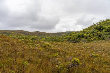 Avustralya 'da bir yağmur ormanında yerli bitki ve ağaçların bulunduğu bir milli parktaki vahşi doğada dağlar, Tazmanya' da ulusal bir parkta büyüyen bir orman. Nehirler ve Yeni Zelanda 'yı keşfetmek
