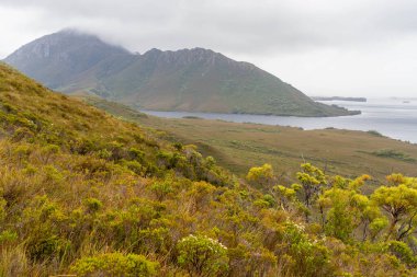 Avustralya 'da bir yağmur ormanında yerli bitki ve ağaçların bulunduğu bir milli parktaki vahşi doğada dağlar, Tazmanya' da ulusal bir parkta büyüyen bir orman. Nehirler ve Yeni Zelanda 'yı keşfetmek