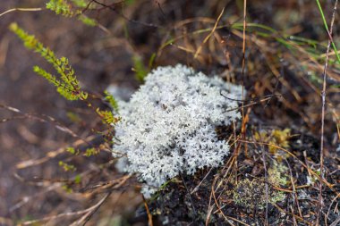 Avustralya ormanlarındaki bir ağaçta yetişen lignin ve yosun. Üniversite öğrencisi çalılıklarda mantar ve mantar çürümesi araştırıyor. 