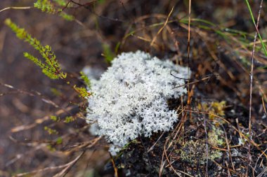 Avustralya ormanlarındaki bir ağaçta yetişen lignin ve yosun. Üniversite öğrencisi çalılıklarda mantar ve mantar çürümesi araştırıyor. 