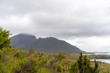 Avustralya 'da bir yağmur ormanında yerli bitki ve ağaçların bulunduğu bir milli parktaki vahşi doğada dağlar, Tazmanya' da ulusal bir parkta büyüyen bir orman. Nehirler ve Yeni Zelanda 'yı keşfetmek