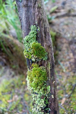 Avustralya ormanlarındaki güzel sakız ağaçları ve çalılar. Gumtrees ve yerli bitkiler ilkbaharda Avustralya 'da ve Yeni Zelanda' da yetişir.