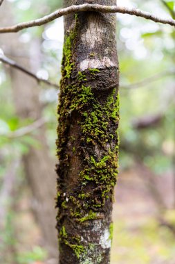 Avustralya ormanlarındaki güzel sakız ağaçları ve çalılar. Gumtrees ve yerli bitkiler baharda Avustralya 'da büyür.
